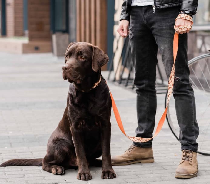 Rescue dog learning to stay calm on a leash walk. Photo for socializing adult dog post.