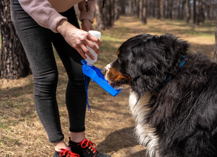 Woman gives Bernese Mountain Dog water during a spring hike.