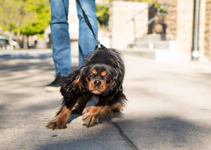 Cavalier King Charles Spaniel pulls on leash. Photo for stop dog pulling post.