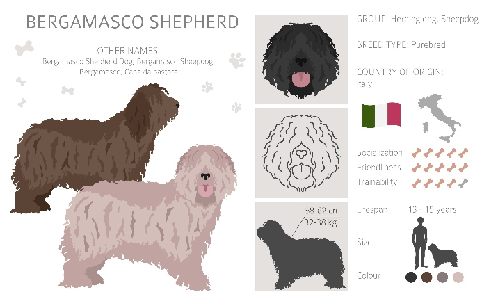 Bergamasco Shepherd graphic