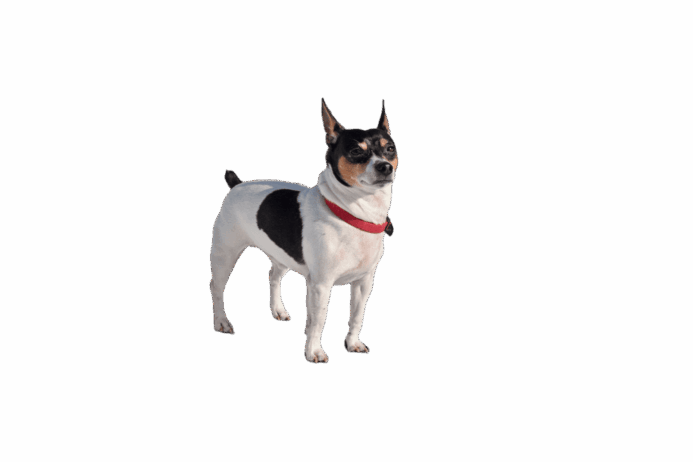 Teddy Roosevelt Terrier on white background.