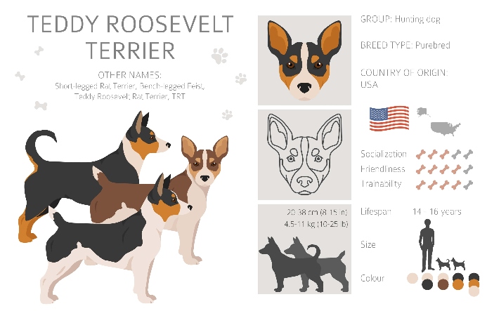 Teddy Roosevelt Terrier graphic
