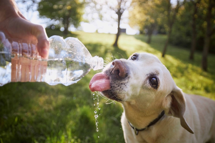 Owner gives Labrador Retriever water from a plastic bottle. Photo for dog hydration post.