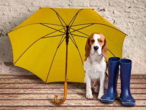 Beagle with rain boots and umbrella. Photo for dog thunderstorm anxiety article.