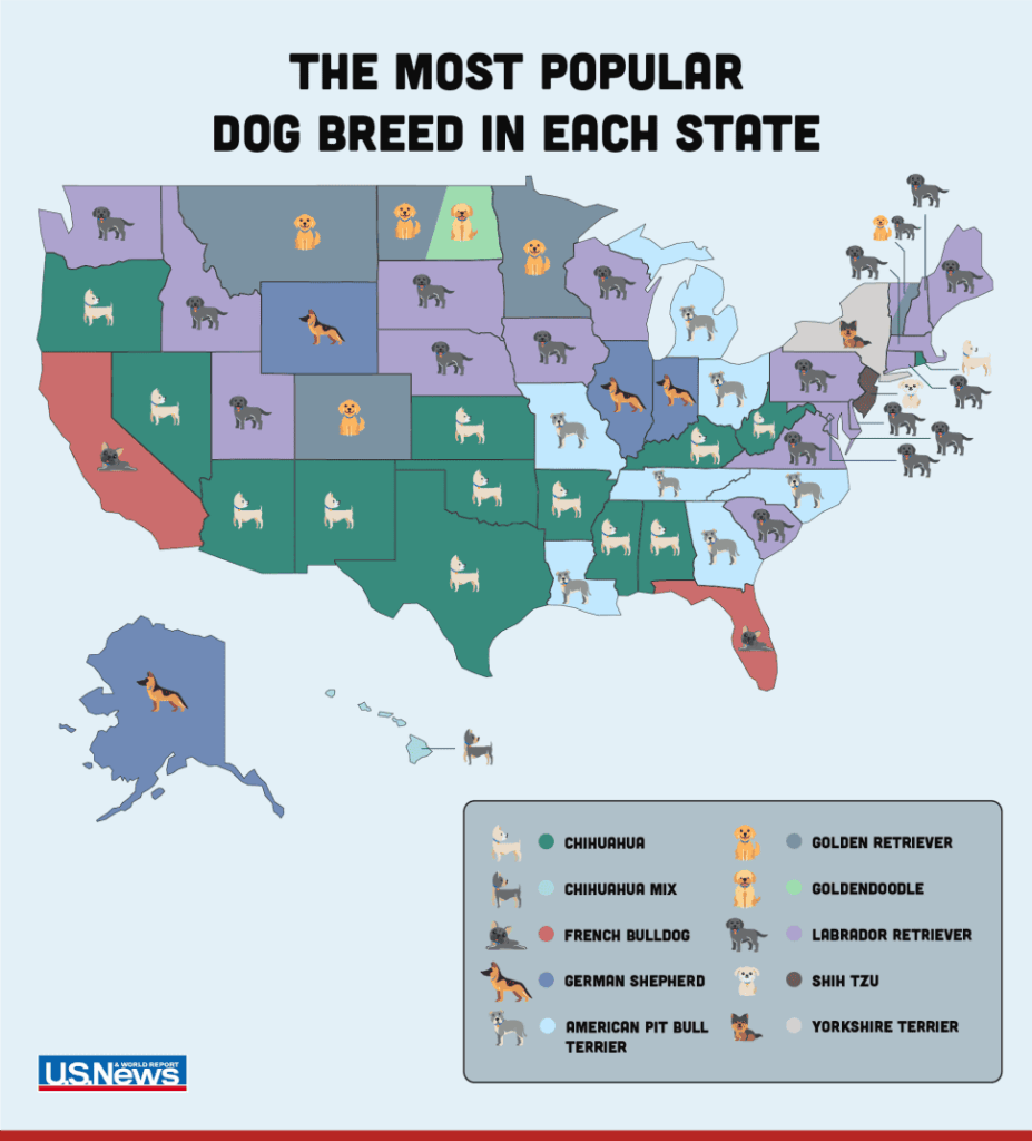 Most popular breed in each state