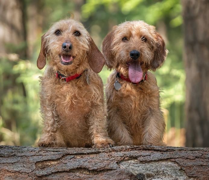 Two Basset Fauve de Bretagne dogs sit on a log.