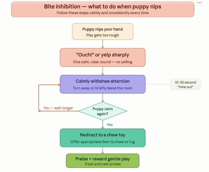 Puppy Training 101: Bite inhibition guide