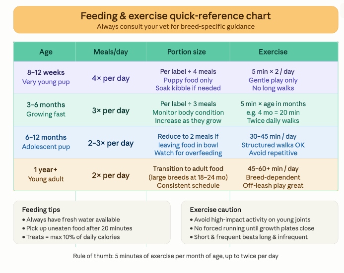 Puppy training 101: feeding and exercise
