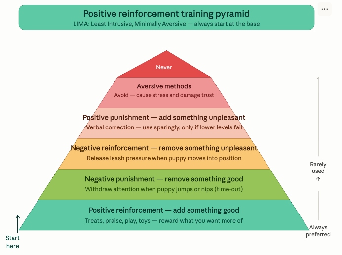 Puppy training 101: Positive reinforcement pyramid