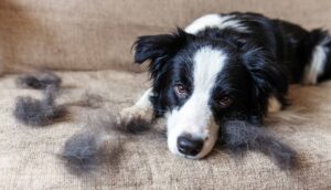 Border Collie surrounded by loose hair. Photo for summer dog shedding post.