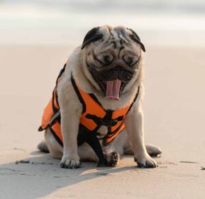 Hot Pug on beach. Photo for summer paw safety post.