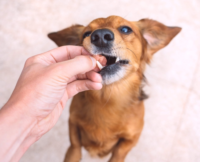 Owner feeds dog a treat. Photo for best freeze-dried dog treats post.