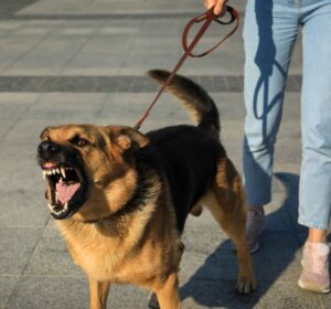 German Shepherd barks at stranger. Photo for dog aggression toward strangers post.