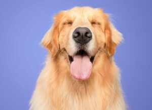 Happy Golden Retriever. Photo for Dog Aging Project post.