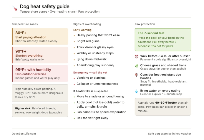 dog heat safety guide graphic