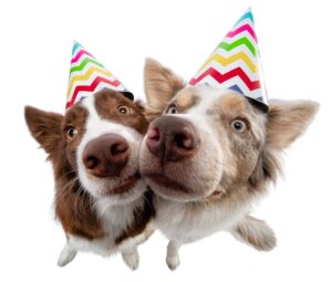 Pair of Australian Shepherds wear party hats. Photo for dog party post.
