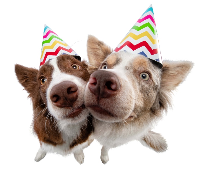 Pair of Australian Shepherds wear party hats. Photo for dog party post.