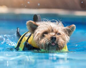 Yorkshire terrier swims while wearing life jacket. Photo for dog pool safety post.