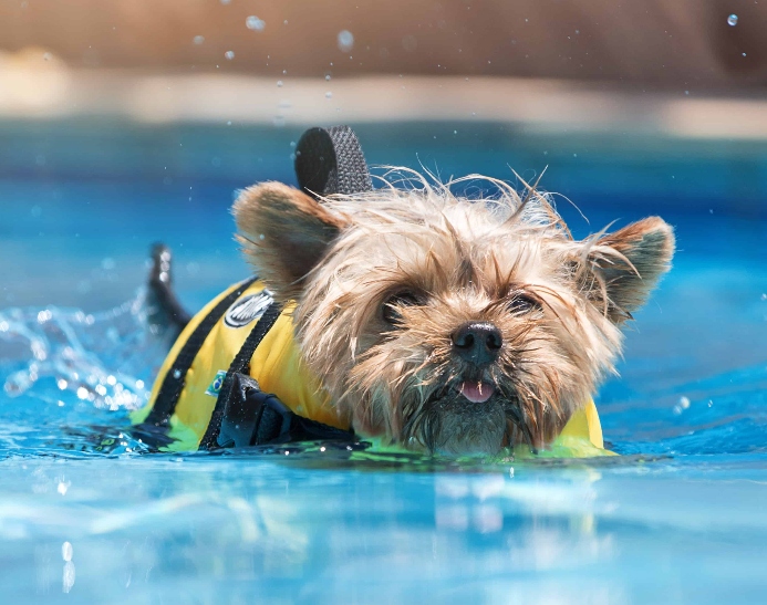 Yorkshire terrier swims while wearing life jacket. Photo for dog pool safety post.