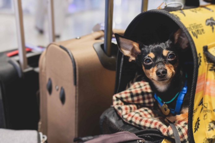 Mini-pinscher in dog carrier. Photo for flying with your dog post.
