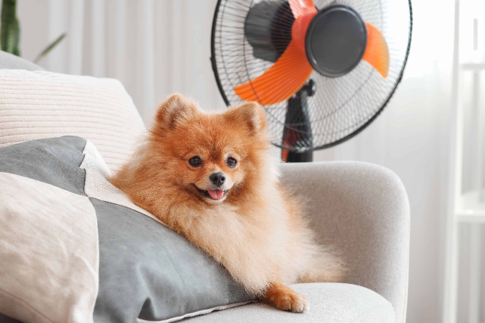 Pomeranian sits in front of a fan. Photo for indoor cooling for dogs post.