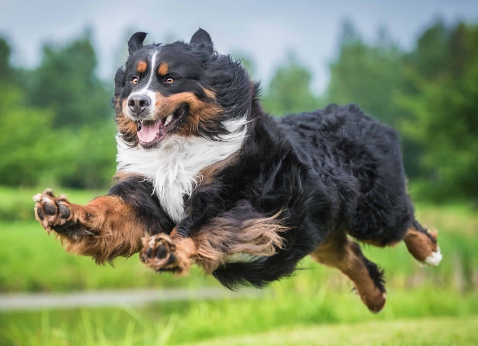 Running Bernese Mountain Dog. Photo for joint care for large breed dogs post.