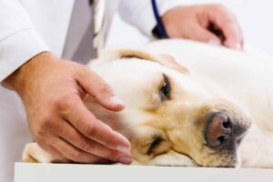 Vet examines Labrador Retriever. Photo for mast cell tumors post.