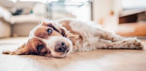 Sad springer spaniel. Photo for pet hospice article.