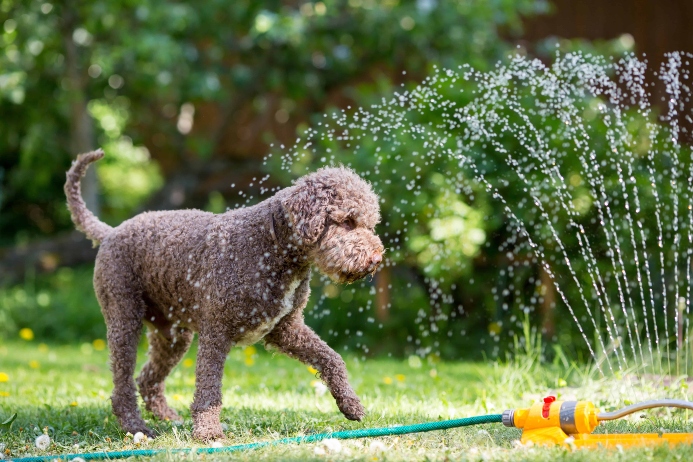 Poodle plays in sprinkler.