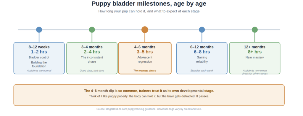 puppy bladder milestones