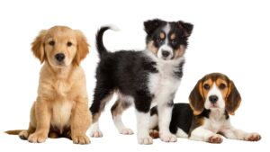 Trio of puppies. Photo for puppy health scare article.