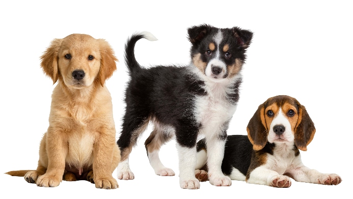 Trio of puppies. Photo for puppy health scare article.