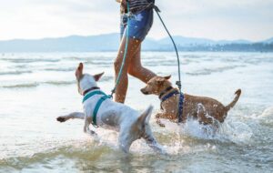 Owner frolics with two dogs on the beach. Photo for safe dog exercise in hot weather post.