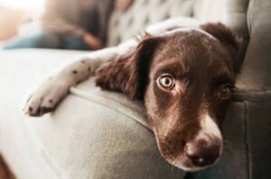 Bored Springer Spaniel lies on couch. Photo for summer boredom post.