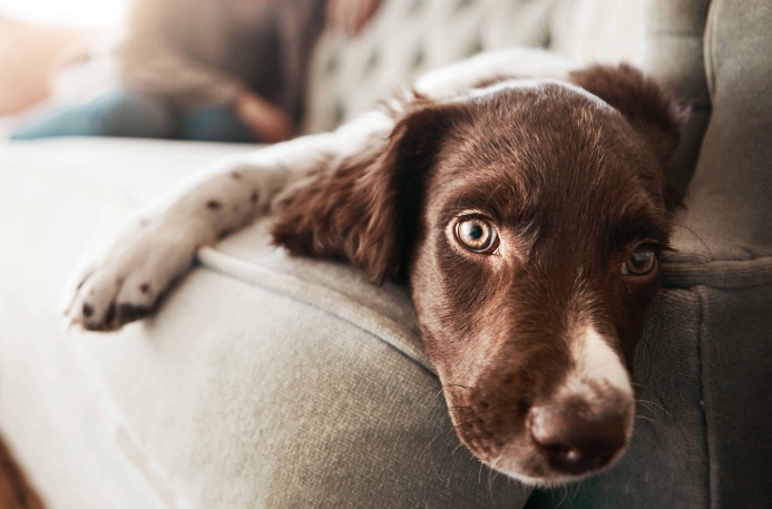 Bored Springer Spaniel lies on couch. Photo for summer boredom post.