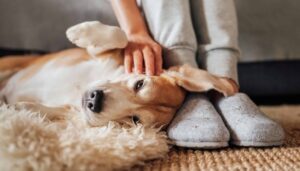 Woman pets older dog. Photo for canine cognitive dysfunction post.