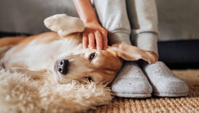 Woman pets older dog. Photo for canine cognitive dysfunction post.