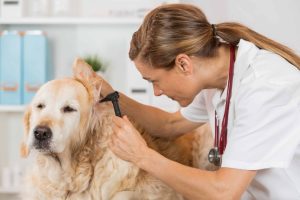 Vet examines golden retriever with an ear infection. Photo for dog ear infection symptoms post.