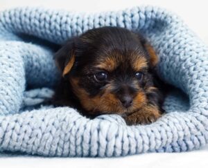 Small puppy snuggles into blanket. Photo for dog health essentials post.
