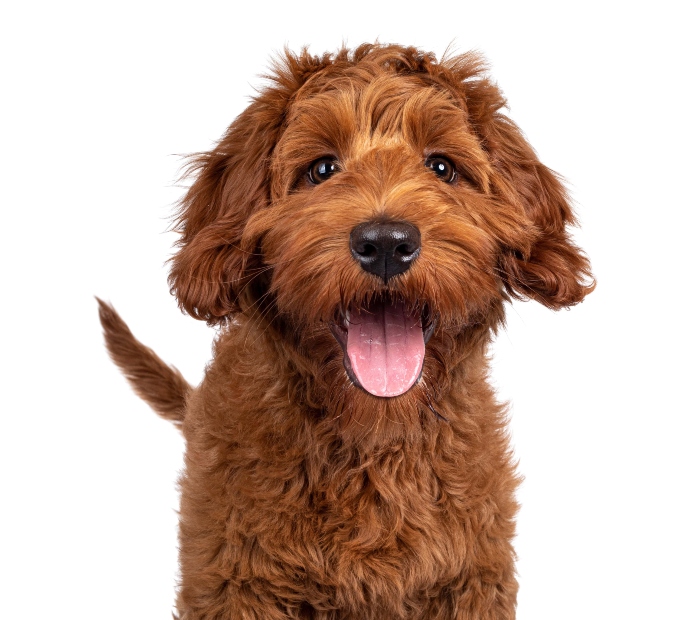 Happy Golden Doodle puppy.