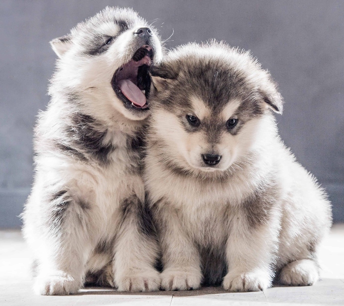 Huskie puppies playing. Photo for dog health essentials post.