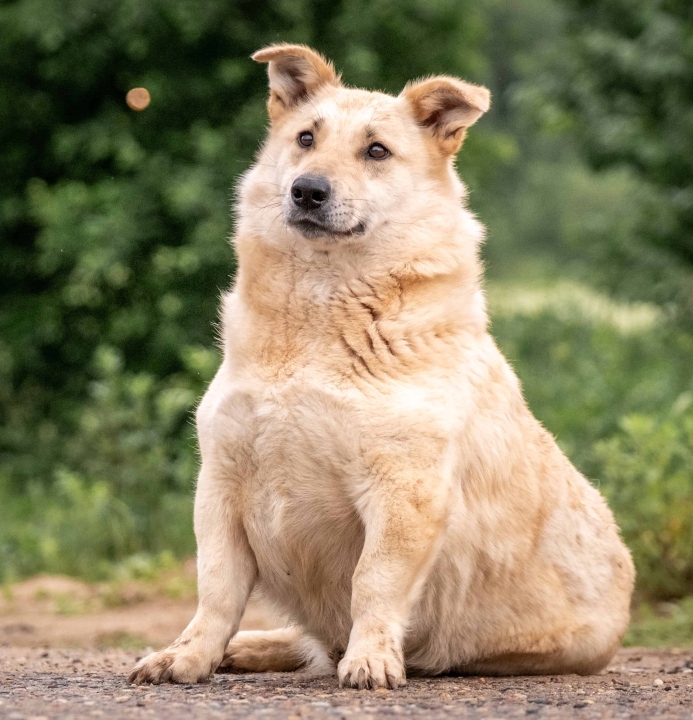 Overweight golden retriever. Photo for dog weight loss post.