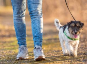 Owner walks dog on loose leash. Photo for loose-leash walking post.