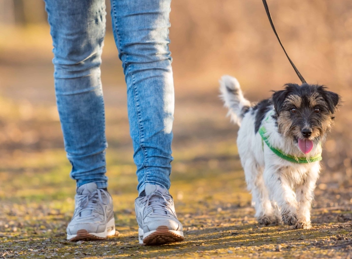 Owner walks dog on loose leash. Photo for loose-leash walking post.