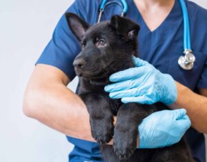 Vet examines black Labrador puppy. Photo for urgent vet care post.