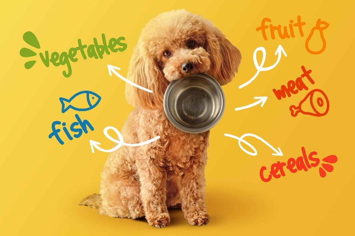 Illustration for whole food diets for dogs post. Shows poodle with list of healthy food items.