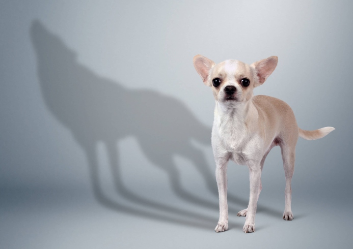 Chihuahua with wolf shadow in background. Photo for wolf DNA in dogs post.